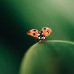 Actual Chic Blog-ladybug