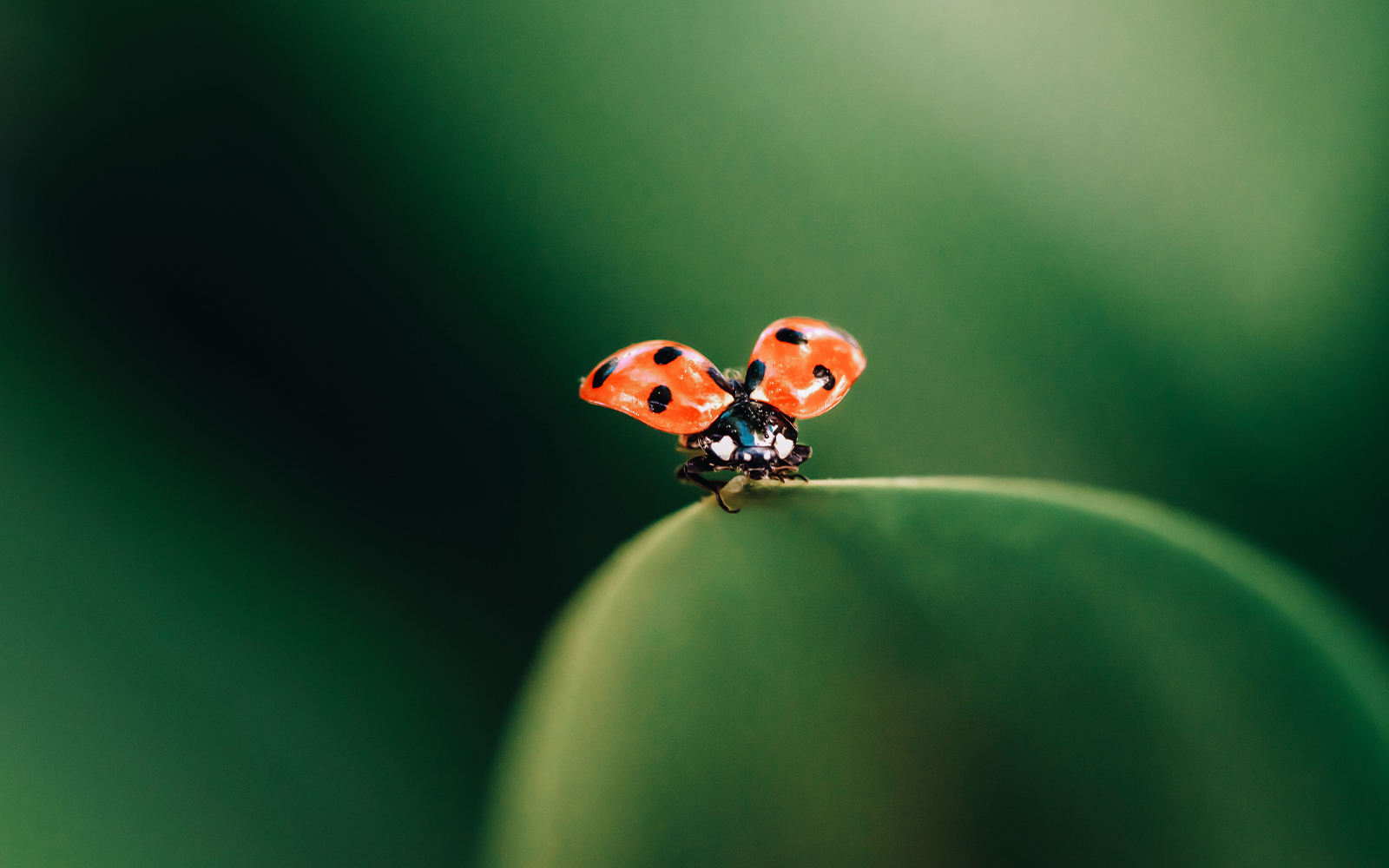 Actual Chic Blog-ladybug